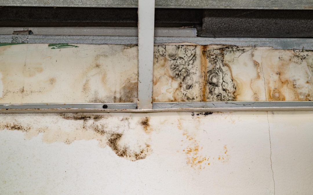 How Professional Mold Inspections Can Save Highland Homeowners Money