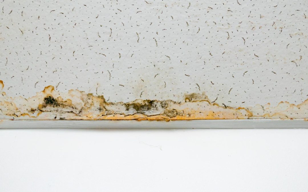 Effective Steps to Take When You Find Water Damage in Your Highland, CA Home