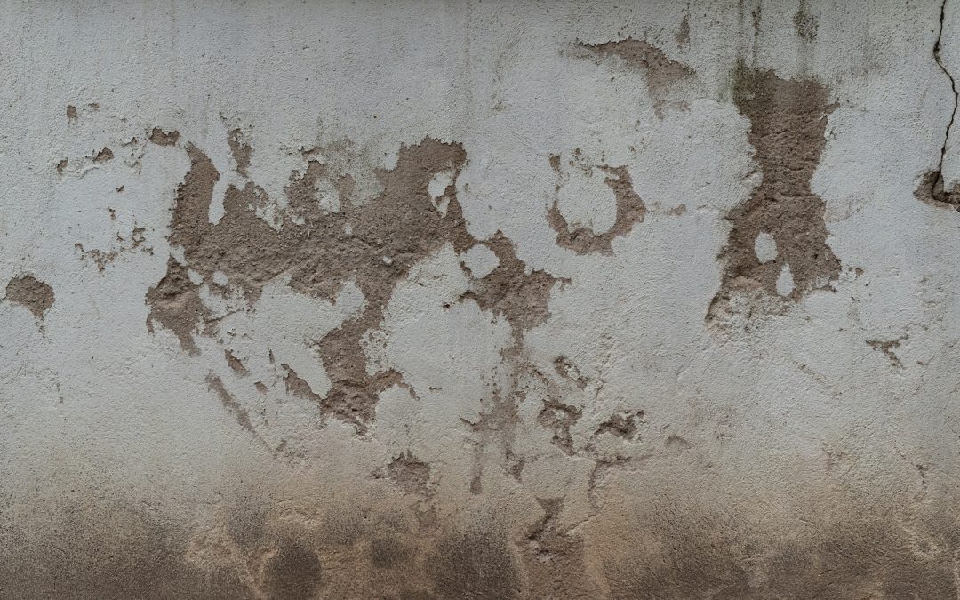 Understanding the Importance of Proactive Mold Prevention in Redlands