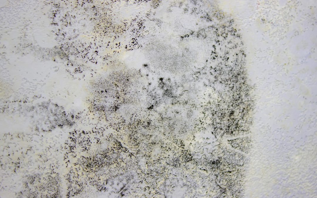 Surprising Ways Mold Can Damage Your San Bernardino Home