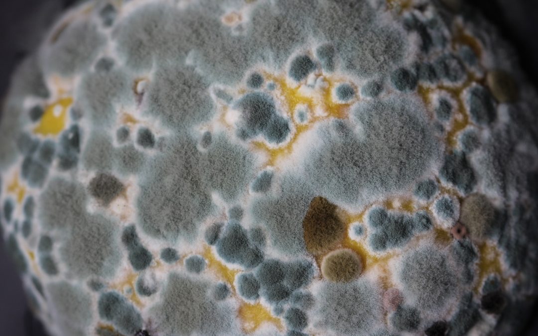 Identifying and Dealing with Various Types of Mold in Properties